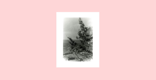 “Talcott Mountain Branches,” 35mm black and white film, 2021