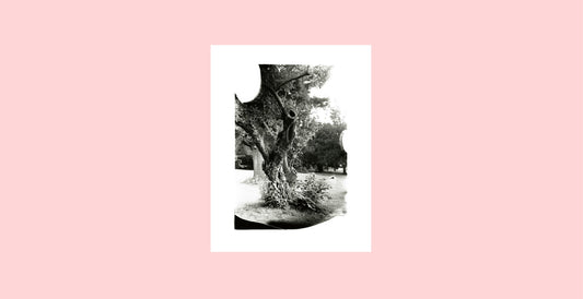 “The Knotted Tree of Elizabeth Park,” black and white 35mm film, 2021