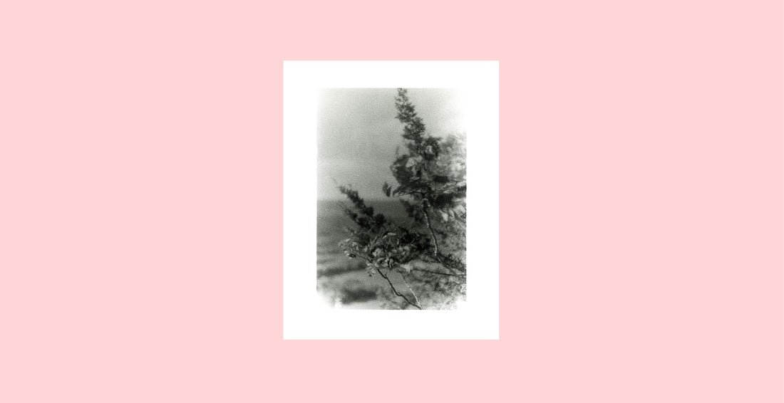 “Talcott Mountain Branches,” 35mm black and white film, 2021