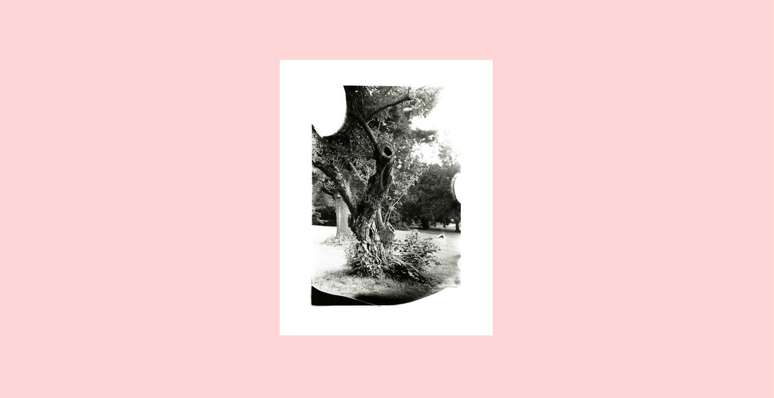 “The Knotted Tree of Elizabeth Park,” black and white 35mm film, 2021