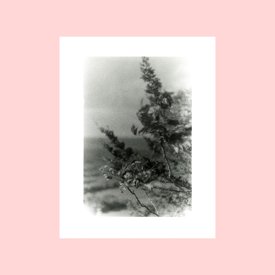 11 x 14" photographic prints