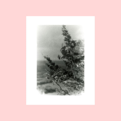 11 x 14" photographic prints