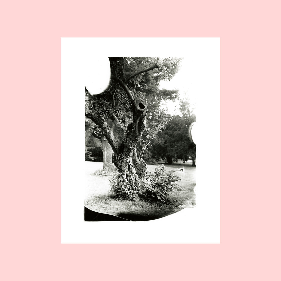 11 x 14" photographic prints