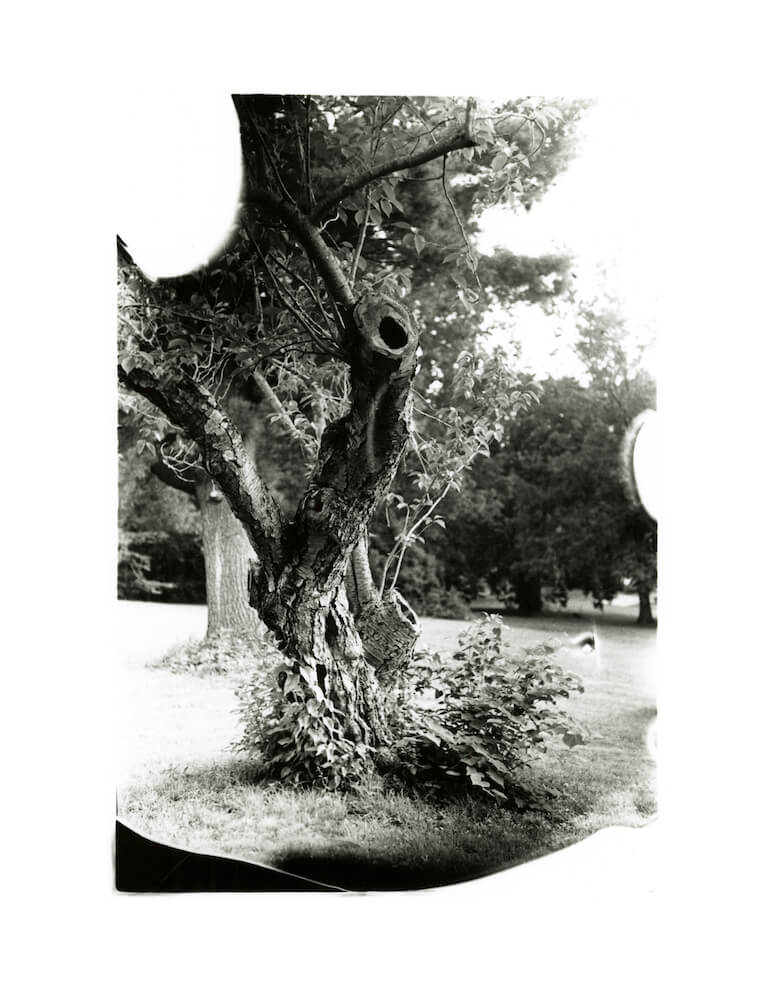 a black and white film 35mm fine art photograph of a bent tree