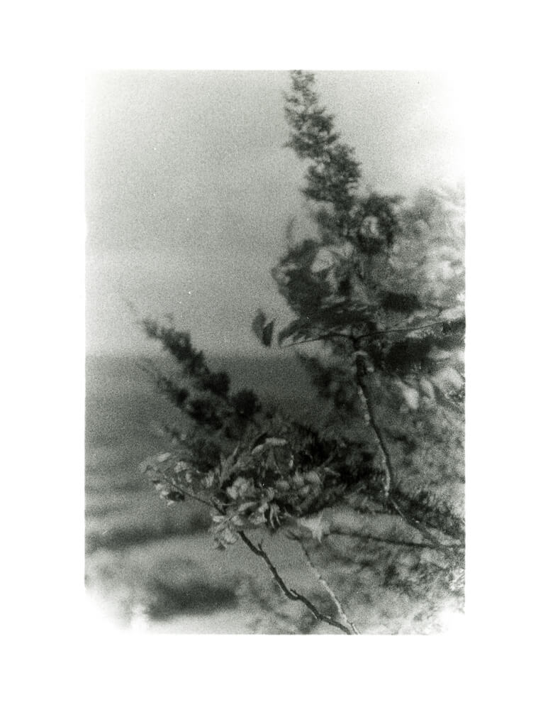 a black and white 35mm fine art darkroom photograph of a tree branch at Talcott Mountain